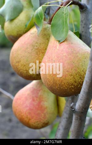 gros plan des poires mûrissant sur une branche d'arbre dans le verger, composition verticale Banque D'Images