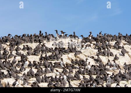 Colonies de Guillemot nichant sur les falaises marines au Royaume-Uni Banque D'Images