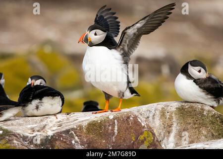 Un Puffin de l'Atlantique (Fratercula Arctica) étire ses ailes tandis que d'autres reposent sur les rochers Banque D'Images