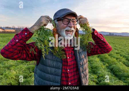 Drôle d'agriculteur senior tenant deux carottes fraîches récoltées sur les oreilles dans le champ en automne Banque D'Images