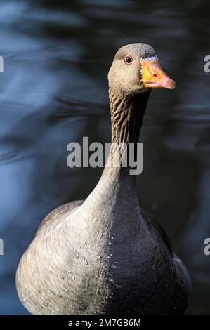 Grylag Goose à Kelsey Park, Beckenham, Londres. Portrait d'une oie graylag avec le corps hors foyer. Grylag Goose (Anser anser), Royaume-Uni. Banque D'Images