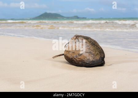 La noix de coco se lave sur la rive sur une plage tropicale à Hawaï Banque D'Images