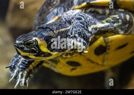 Glisseur à ventre jaune à l'aquarium de Géorgie dans le centre-ville d'Atlanta, en Géorgie. (ÉTATS-UNIS) Banque D'Images