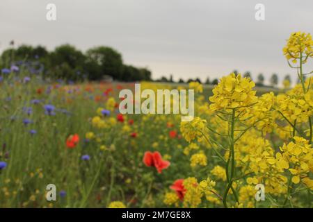 belle marge de champ colorée avec une variété de fleurs sauvages comme le colza, le pavot et la fleur de maïs dans la campagne hollandaise en hollande Banque D'Images