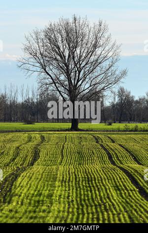 Arbre solitaire parmi les rangées de terres agricoles vertes vibrantes en hiver, en format vertical Banque D'Images