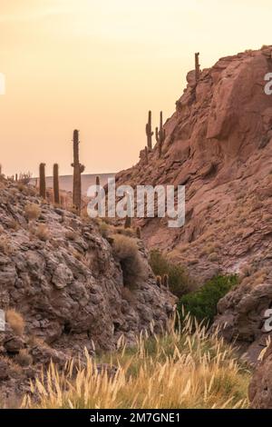 Vallée pleine de plantes de Cactus au milieu du désert d'Atacama au Chili Banque D'Images