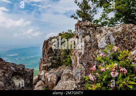 Mountain Laurel sur Little Stony Man Cliffs, Parc national de Shenandoah, Virginie États-Unis, Virginie Banque D'Images