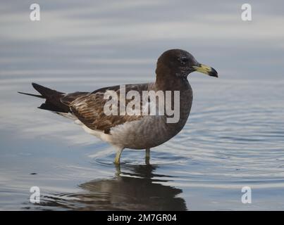 Un jeune guette de belcher (Larus belcheri) se trouve dans des eaux peu profondes sur la plage de Paracas. Paracas, ICA, Pérou. Banque D'Images