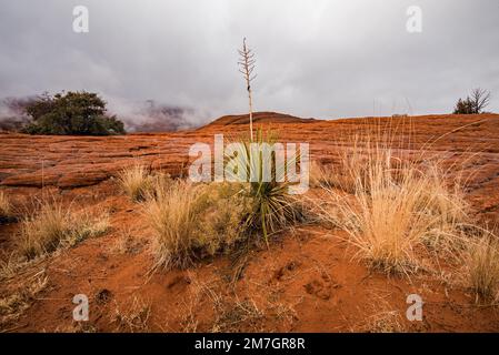 Plantes du désert poussant dans un environnement aride et dur à l'intérieur du parc national de Snow Canyon, UT. Seules les plantes les plus hardieuses peuvent survivre dans ces conditions. Banque D'Images
