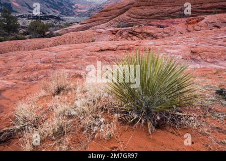 Plantes du désert poussant dans un environnement aride et dur à l'intérieur du parc national de Snow Canyon, UT. Seules les plantes les plus hardieuses peuvent survivre dans ces conditions. Banque D'Images