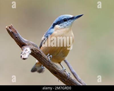 Nuthatch eurasien (Sitta europaea), Solms, Hesse, Allemagne Banque D'Images