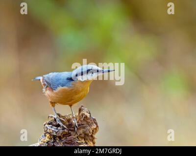 Nuthatch eurasien (Sitta europaea), assis sur une racine, Solms, Hesse, Allemagne Banque D'Images