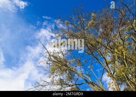 Détail d'un grand bouleau avec des feuilles dorées sur un ciel bleu profond avec quelques nuages blancs Banque D'Images