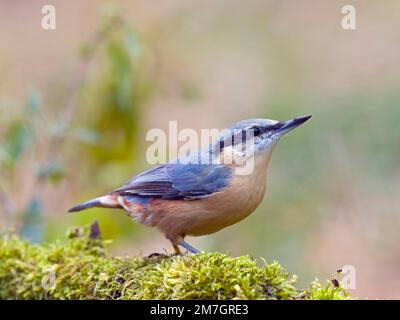 Nuthatch eurasien (Sitta europaea), Solms, Hesse, Allemagne Banque D'Images