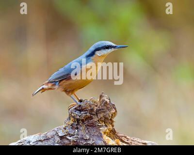 Nuthatch eurasien (Sitta europaea), assis sur une racine, Solms, Hesse, Allemagne Banque D'Images