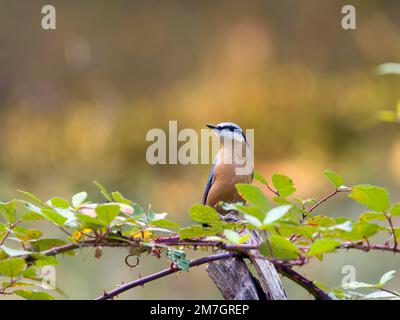 Nuthatch eurasien (Sitta europaea), assis sur une racine, mûres au premier plan, Solms, Hesse, Allemagne Banque D'Images