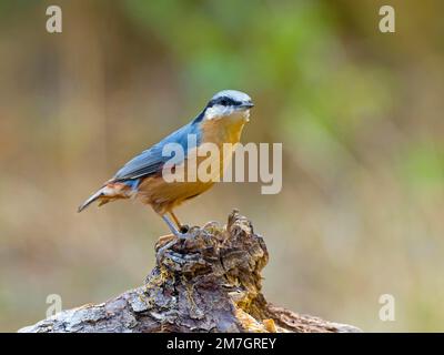 Nuthatch eurasien (Sitta europaea), assis sur une racine, Solms, Hesse, Allemagne Banque D'Images