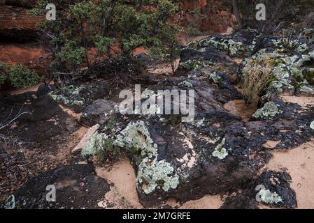 Le lichen pousse abondamment sur la roche de lave du parc national de Snow Canyon, Utah, États-Unis. Banque D'Images