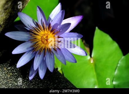 Magnifique nénuphar violet dans un étang sombre peu profond avec un magnifique centre jaune et orange. Banque D'Images