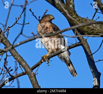 Un gros plan d'un Cooper's Hawk perchée.tout en mangeant ce qui ressemble à un geai bleu. Banque D'Images