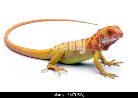 Albino iguana jaune sur fond blanc Banque D'Images