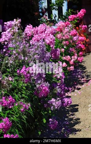 Longue étendue colorée d'une belle variété de nuances de roses et de phlox pourpre lors d'une journée d'été à St. Croix Falls, Wisconsin, États-Unis. Banque D'Images