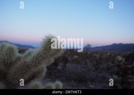 Un cactus de la Jolla en premier plan pendant l'heure bleue au jardin de la Jolla Cactus du parc national de Joshua Tree Banque D'Images