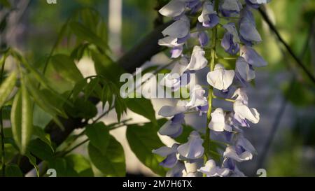 La wisteria japonaise fleurit au printemps. Grones de fleurs de wisteria pourpres gros plan sur un fond de feuilles vertes. Fleur de printemps dans le jardin. Banque D'Images