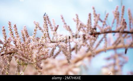 Mélèze en fleurs au printemps. Fleurs roses d'un conifères. Coléoptères sur les branches des arbres. Les insectes rampent sur les pétales de mélèze rose. Banque D'Images