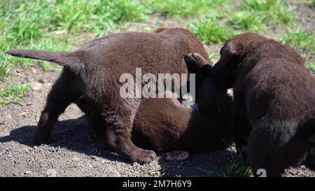 trois chiots bruns du labrador jouent sur le terrain. Les animaux de compagnie se trompent à l'extérieur au printemps. jeunes chiens ensemble. Banque D'Images