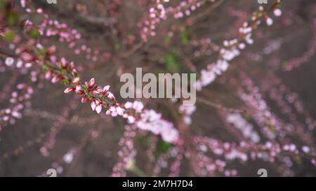 les branches en cerisier se rapprochent. fleurs roses et blanches des bourgeons sur les brindilles d'un arbre fruitier au printemps. Banque D'Images