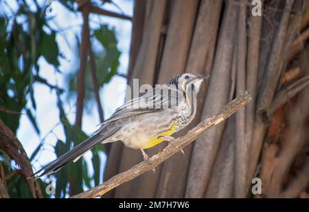 Le wattlebird jaune (Anthochaera paradoxa) est trouvé seulement en Tasmanie et est le plus grand honeyeater d'Australie. Il est actif, bruyant et visible. Banque D'Images