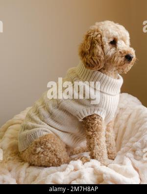 Chien Cockapoo portant un pull en crème et assis sur une couverture Banque D'Images