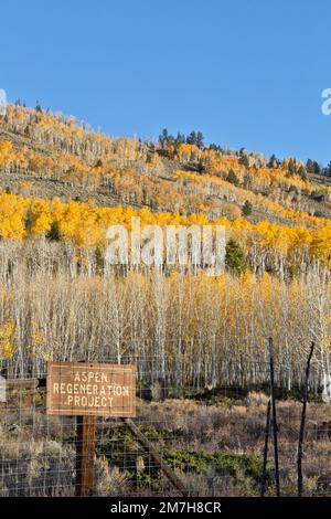 Aspen Regeneration Project 'Pando Cloner', Giant tremblant 'Populus tremuloides' lumière du matin, mi-octobre, parc national de Fish Lake, Fish Lake, Utah. Banque D'Images