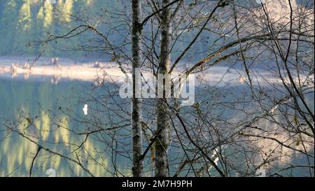 En regardant à travers les arbres les reflets des arbres à feuilles persistantes dans le lac Alouette au parc provincial Golden Ears à Maple Ridge, Colombie-Britannique, C Banque D'Images