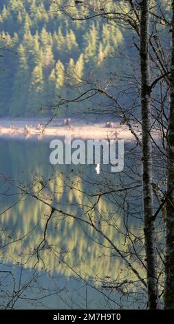 En regardant à travers les arbres les reflets des arbres à feuilles persistantes dans le lac Alouette au parc provincial Golden Ears à Maple Ridge, Colombie-Britannique, C Banque D'Images