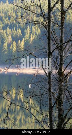 En regardant à travers les arbres les reflets des arbres à feuilles persistantes dans le lac Alouette au parc provincial Golden Ears à Maple Ridge, Colombie-Britannique, C Banque D'Images