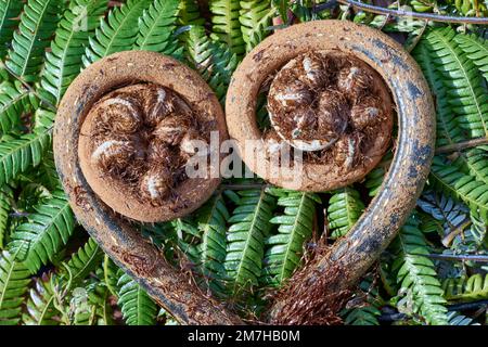 Frondes de fougère d'arbre de Nouvelle-Zélande en forme de coeur Banque D'Images