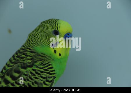Budgerigar. Perroquet isolé sur fond blanc. Gros plan. Banque D'Images