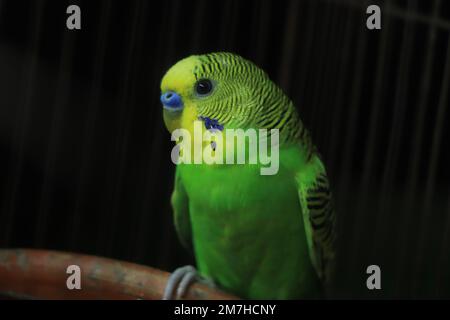 Le budgerigar (Melopsittacus undulatus) est un petit perroquet à longue queue, qui mange des graines, généralement surnommé le bourgegie Banque D'Images