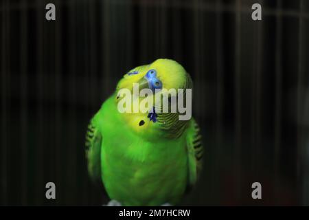 Parakeets bourgegerigar oiseau (Melopsittacus undulatus) bourgegie isolée sur fond noir Banque D'Images