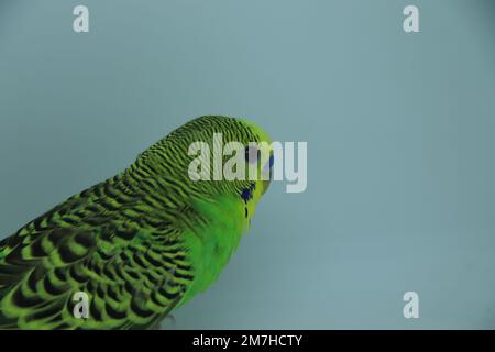 Parakeet mâle vert et jaune regardant dans la photo de l'objectif de l'appareil photo Banque D'Images