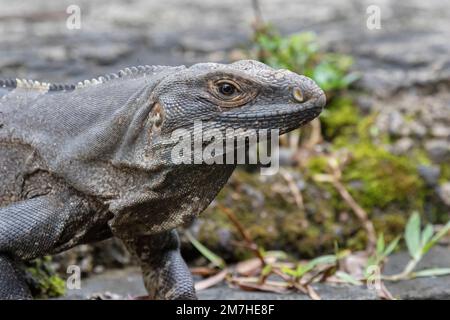 Iguane à queue noire (Ctenosaura similis) au parc national de Carara, au Costa Rica Banque D'Images