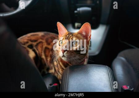 Jeune chat bengale dans la voiture Banque D'Images