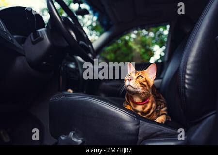 Jeune chat bengale dans la voiture Banque D'Images