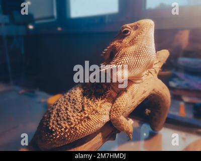 gros plan. iguana allongé sur une branche dans un terrarium domestique. Banque D'Images