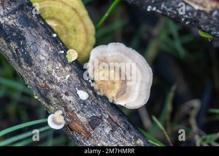 Une pile de branches d'arbre humides avec des champignons de croissance gros plan Banque D'Images