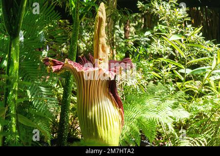 10 janvier 2023- la fleur de cadavre aussi connue sous le nom de (titan arum ) célèbre pour ses fleurs d'odeur de chair pourries dans les jardins botaniques d'Adélaïde Banque D'Images