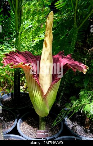 Un Titan Arum également connu sous le nom de fleur de cadavre dans une floraison rare en janvier 2023 dans les jardins botaniques d'Adélaïde en Australie. Banque D'Images