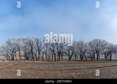 neige sur les arbres en hiver Banque D'Images